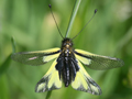 Libelloides coccajus